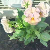 パンジー,ガーデニング初心者,庭の画像