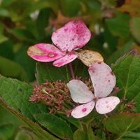 アジサイ,散歩の途中で∪∵∪,ピンク組♪の画像