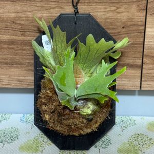 ビカクシダ,観葉植物,ビカクシダ属,板付け, ビカクシダの画像