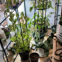 ヒスイカズラ,鉢植え,カット苗,室内栽培,ヒスイカズラ鉢植えの画像
