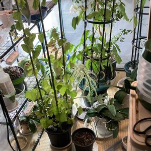ヒスイカズラ,鉢植え,カット苗,室内栽培,ヒスイカズラ鉢植えの画像