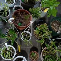 アジサイ,チランジア,デンドロビウム,シャコバ サボテン,花のある暮らしの画像