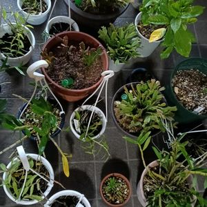 アジサイ,チランジア,デンドロビウム,シャコバ サボテン,花のある暮らしの画像