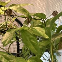 ヒスイカズラ,鉢植え,カット苗,室内栽培,ヒスイカズラ鉢植えの画像