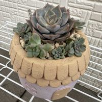姫秋麗,プロリフィカ,姫秋麗xプロリフィカ,多肉棚,庭の画像