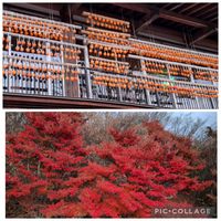 ドウダンツツジ,カキ,干し柿,いつもありがとう♡,紅葉（こうよう）の画像