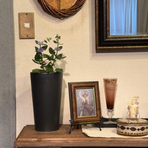 ダンギク（段菊）,花言葉,花のある暮らし,誕生花,GS映えの画像