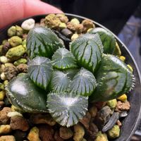 多肉植物,ハオルチア属,ハオルシア属     ,多肉中毒,ガチンコハオルチアクラブの画像