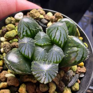 多肉植物,ハオルチア属,ハオルシア属     ,多肉中毒,ガチンコハオルチアクラブの画像