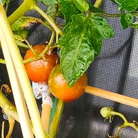 遅咲きの、ミミトマト,ミニトマト♥,ミニトマト♥,種から育てる,頑張ってます！の画像
