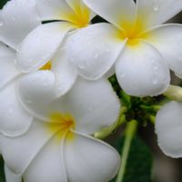 プルメリア,散歩道,南国の花,パラオのプルメリアの画像