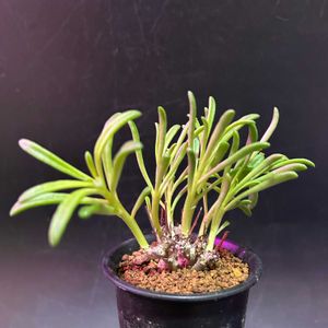 多肉植物,観葉植物,塊根植物,コーデックス,珍奇植物の画像