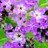 ヘリオトロープ,紫好き,癒されて,福井県総合グリーンセンター,紫の花好きの画像