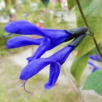 サルビア,サルビア・ガラニチカ,青紫の花,綺麗,花の写真の画像