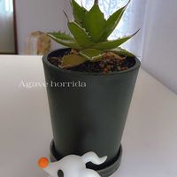 アガベ,ホリダ,アガベ ホリダ,ゼロ,多肉植物の画像