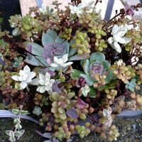 セダム,エケベリア,寄せ植え,多肉植物,小さな花壇の画像