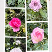 センリョウ,バラ,キミガヨラン,チャノキ,ばら バラ 薔薇の画像
