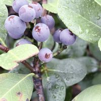 ブルーベリー,散歩,実りの秋,秋の風景の画像