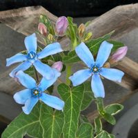 ブルースター,好きな色,大好きな色合い,福島県,青い花マニアの画像
