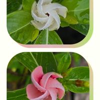 ニチニチソウ,可愛い,つぼみ,白い花,ピンクの花の画像