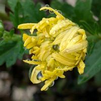 アデニウム,ノブドウ(野葡萄),きく  菊,花のある暮らし,自宅の庭よりの画像