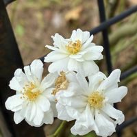 芙蓉,スノーグース　薔薇,青葉の森公園,千葉散策,お出かけ先の画像