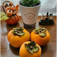 ハオルチア,カキ,ハオルチア オブツーサ,柿(かき),多肉植物の画像