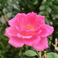 スミレ,バラ,ミニバラ,柿の木,カキの画像
