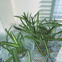 オリヅルラン,リビング・ダイニングの画像
