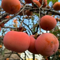 カキ,カキ,花壇,果物,ガーデニングの画像