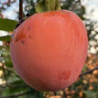カキ,カキ,花壇,果物,ガーデニングの画像