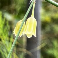 アスパラガス,アスパラガス,実家,花友さんにエール,いいねをありがとうございます¨̮♡︎の画像