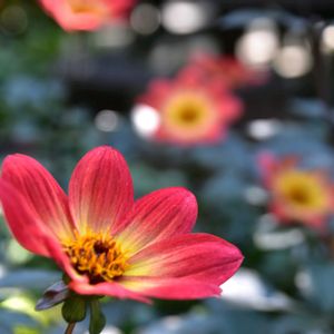 ダリア,ダリア,ダリア,ダリア,球根植物の画像