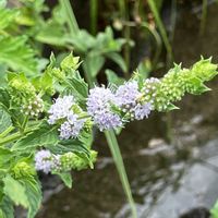 ニホンハッカ,ニホンハッカ,実家周辺,花友さんにエール,いいねをありがとうございます¨̮♡︎の画像