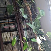 斑入りモンステラ,サボテン般若,リビング窓辺,スズメさん,自宅の庭よりの画像