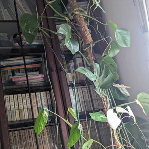斑入りモンステラ,サボテン般若,リビング窓辺,スズメさん,自宅の庭よりの画像