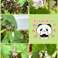 スミレ,しあわせ　スミレ計画❣️の画像