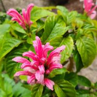 花壇,庭先,わが家の庭,庭の画像