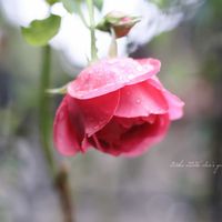 バラ,マイスタージンガー バラ,薔薇 ホームアンドガーデン,バラ　オドゥールダムール,薔薇(フェスティボ)の画像