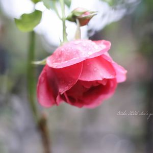 バラ,マイスタージンガー バラ,薔薇 ホームアンドガーデン,バラ　オドゥールダムール,薔薇(フェスティボ)の画像