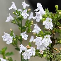 鉢植え,花壇,ガーデニング,自宅,2026スタートの画像