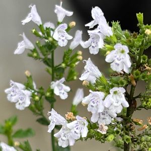鉢植え,花壇,ガーデニング,自宅,2026スタートの画像