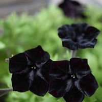 ペチュニア,ペチュニア　黒之瀬戸,鉢植え,母の日のプレゼント,マクロレンズの画像