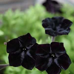 ペチュニア,ペチュニア　黒之瀬戸,鉢植え,母の日のプレゼント,マクロレンズの画像