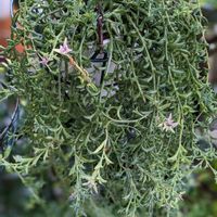 ヘラクレス,ドルフィンネックレス,多肉植物の画像