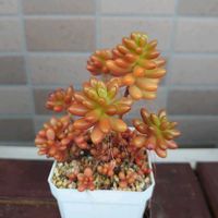 虹の玉,レティジア,エメラルドリップ,多肉植物,多肉初心者の画像