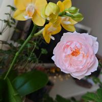 バラ,胡蝶蘭,ミディ胡蝶蘭,ピンク,ピンクの花の画像