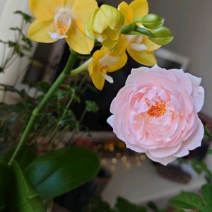 バラ,胡蝶蘭,ミディ胡蝶蘭,ピンク,ピンクの花の画像