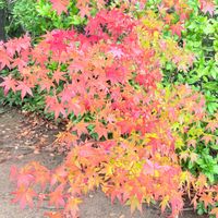 モミジ,紅葉,カキ,夕焼け✨,柿(かき)の画像