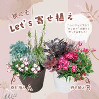 ナデシコ,寄せ植え,カネコ種苗の画像